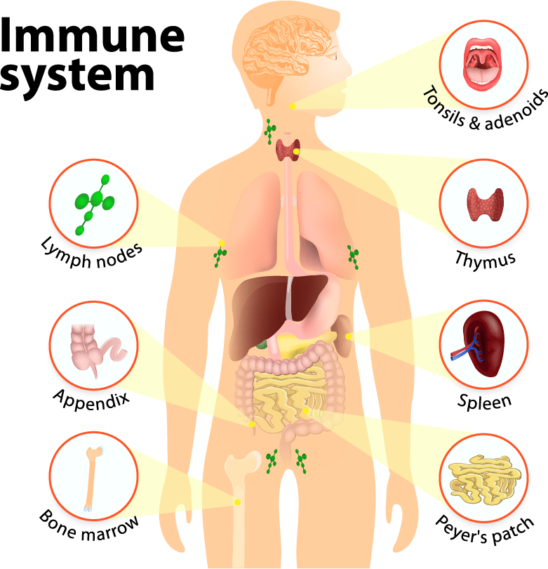 good-earth-immune-system-health-101-good-earth-immune-system-101